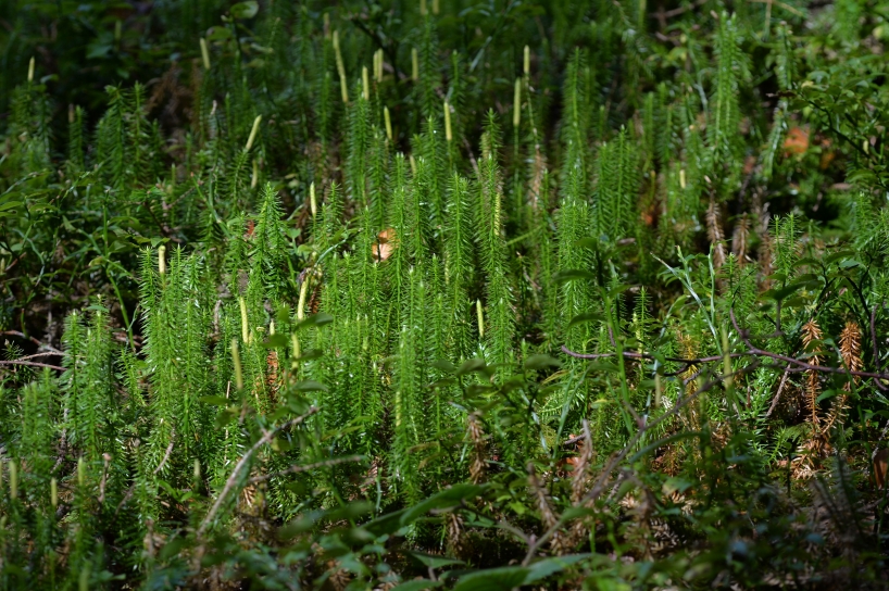 Der Bärlapp, eine typische Moosart im Moorrand-Fichtenwald