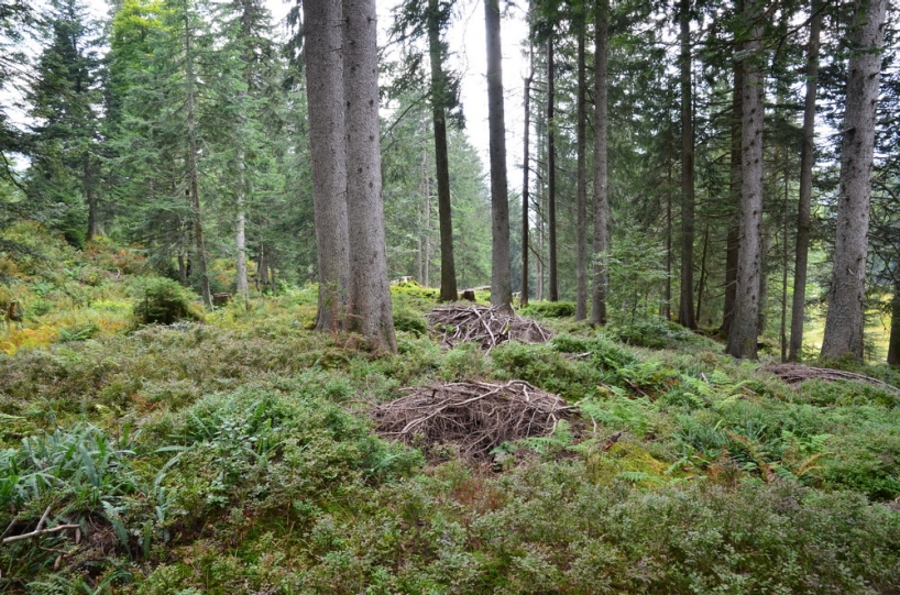 Aufgelockerter Gebirgsnadelwald mit Asthaufen und viel Heidelbeeren am Boden. Es ist ein optimaler Lebensraum für das Auerhuhn.