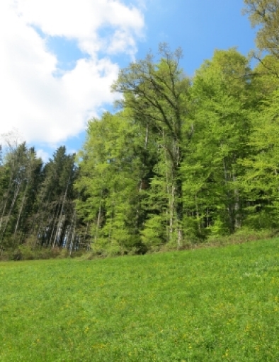 Biotopbäume, vor allem alte Eichen, werden bei Waldrand- und Lebensraufwertungen stehen gelassen. Alte Eichen wie diese in Kirchberg können bis zu 1'000 Arten einen Lebensraum bieten 