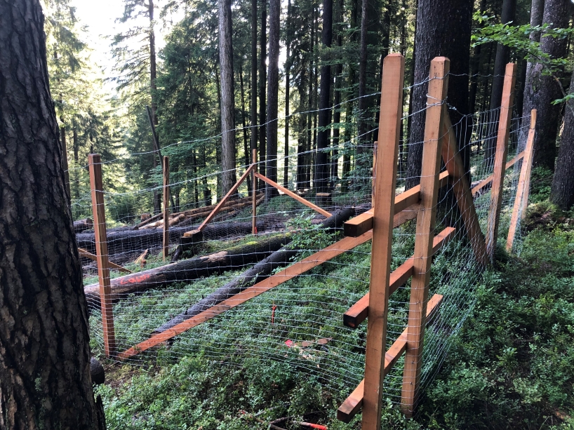 Es ist ein 2.2 Meter hoher Zaun aus Drahtgeflecht in einen aufgelichteten Nadelwald mit liegendem Totholz abgebildet.