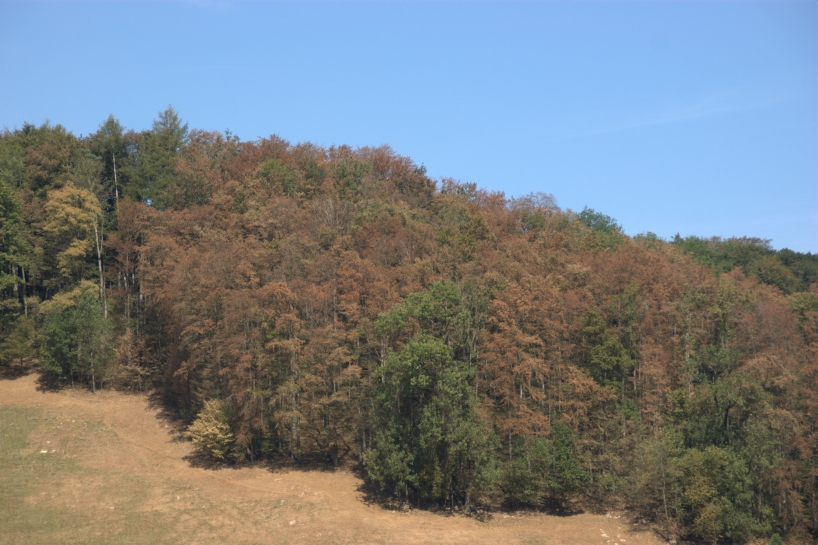 Die Auswirkungen der langen Trockenheit im Sommer 2018 zeigten sich deutlich auch im Wald.