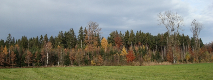 Eine wichtige Massnahme für den Wald in Bezug auf den Klimawandel: Die Erhöhung der Baumarten- und Strukturvielfalt.