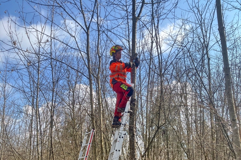 Wertastung Kirsche (Foto: Pascal Gm&uuml;r)