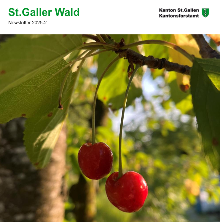 St.Galler Wald 2025-2