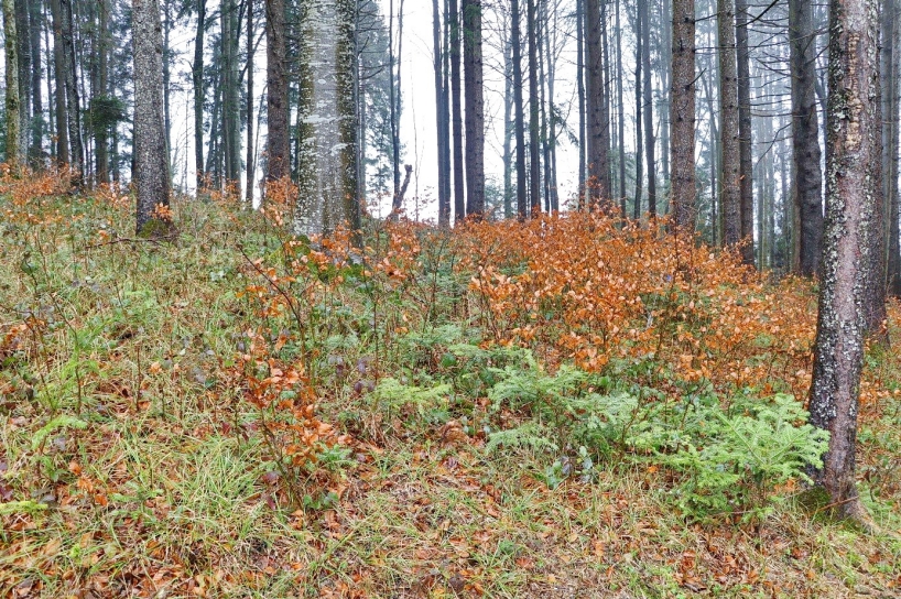 Artenreiche Verjüngung auf wüchsigem Buchenstandort.