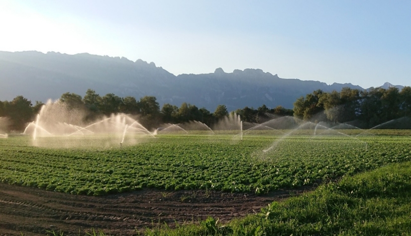 Gemüseacker mit Sprinkler zur Bewässerung 