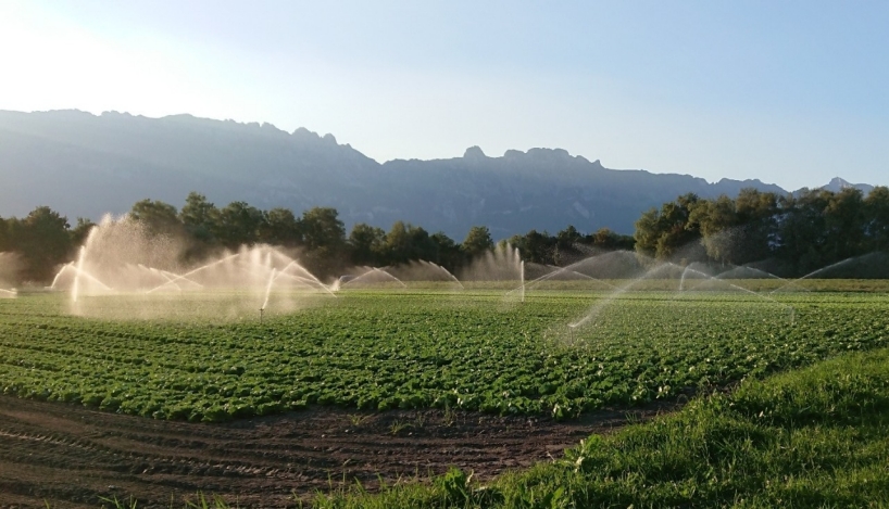 Gemüseacker mit Sprinkler zur Bewässerung